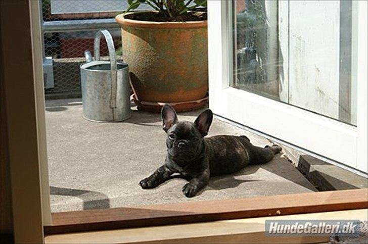 Fransk bulldog Laban billede 13