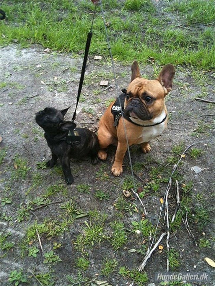 Fransk bulldog Laban billede 6