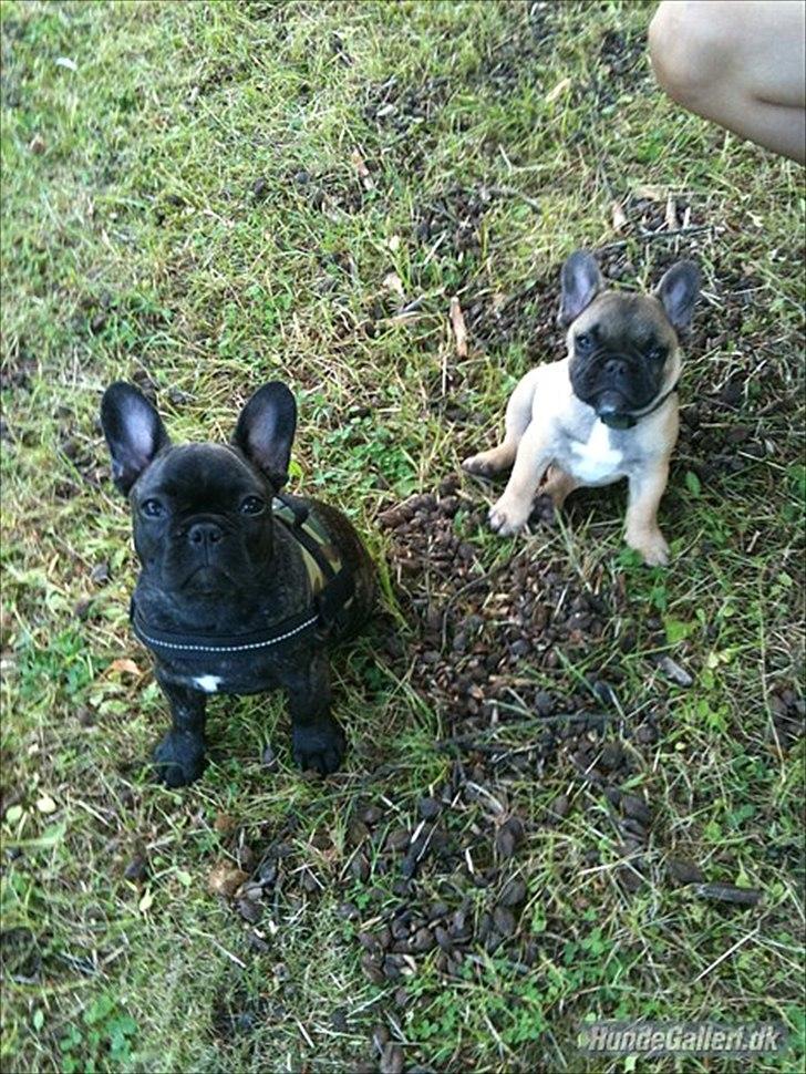 Fransk bulldog Laban billede 5