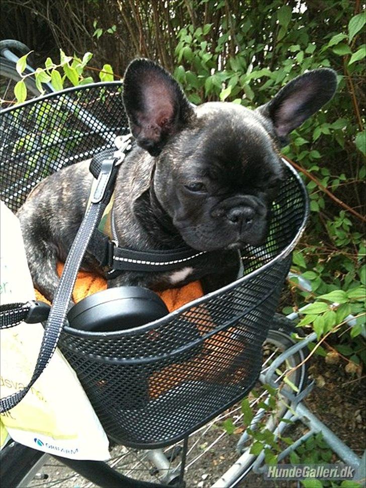 Fransk bulldog Laban billede 3