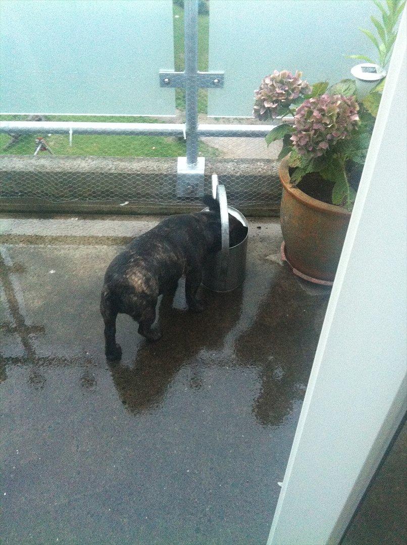 Fransk bulldog Laban billede 2