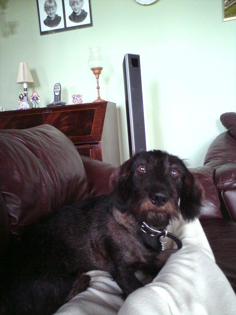 Gravhund Aksel - Aksel i sofaen :P billede 16