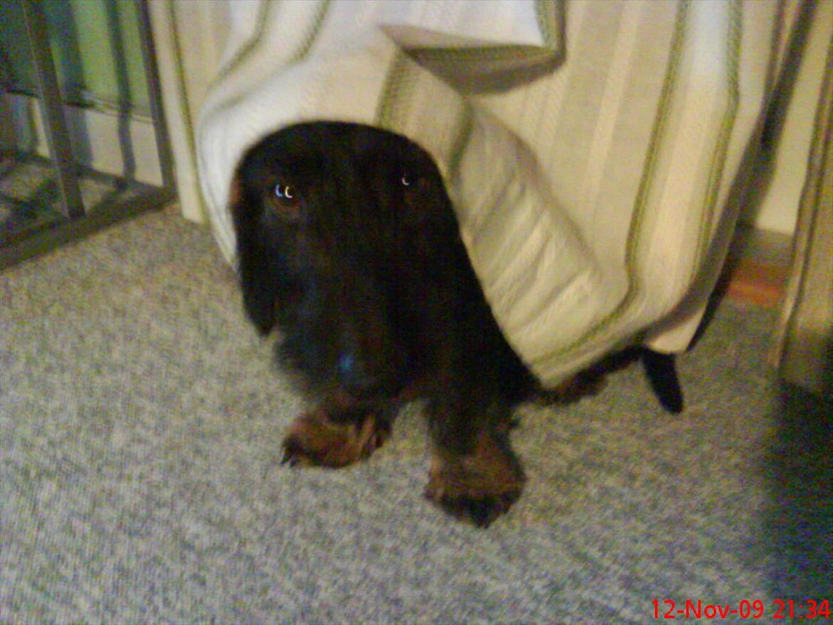 Gravhund Aksel - Aksel under gardinet :P billede 17