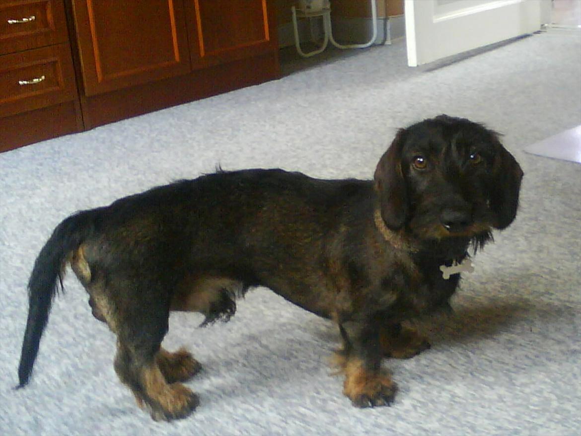 Gravhund Aksel - Smukke Aksel<3 billede 18