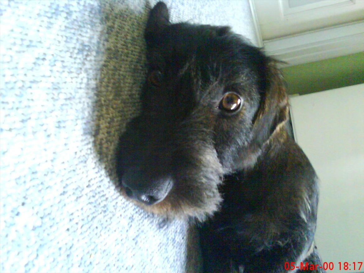 Gravhund Aksel - Lille aksel:P billede 19