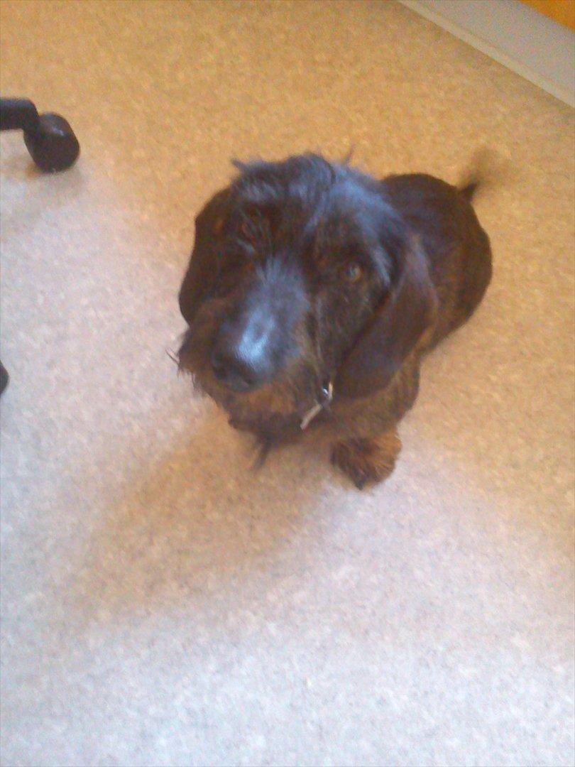 Gravhund Aksel - Aksel <3 billede 20