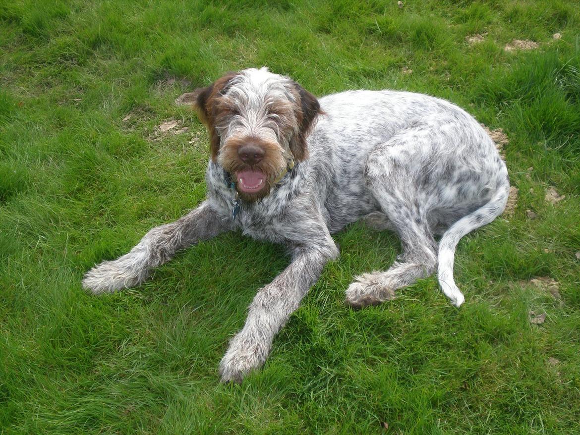 Blanding af racer Cocio - Cocio d. 10 Sep. 2011 billede 15