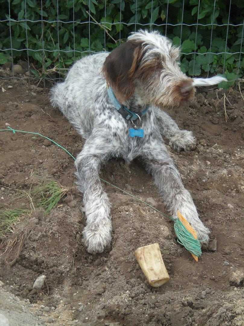 Blanding af racer Cocio - Cocio d. 10 Sep. 2011 billede 17