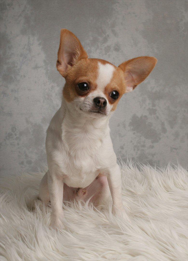 Chihuahua Don-Bentley vom Hochmoor billede 3