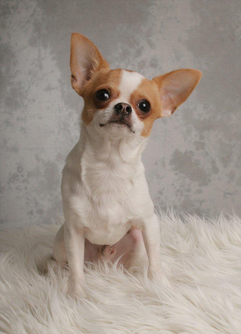 Chihuahua Don-Bentley vom Hochmoor billede 4