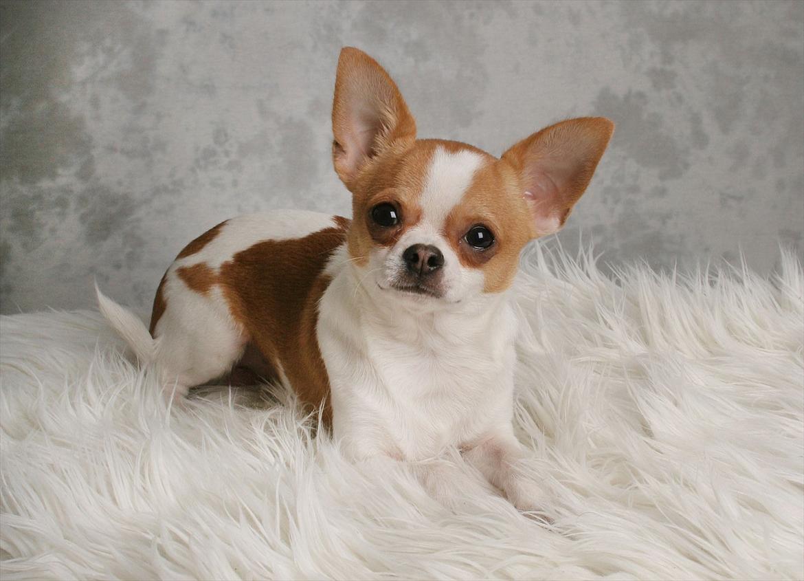 Chihuahua Don-Bentley vom Hochmoor billede 17