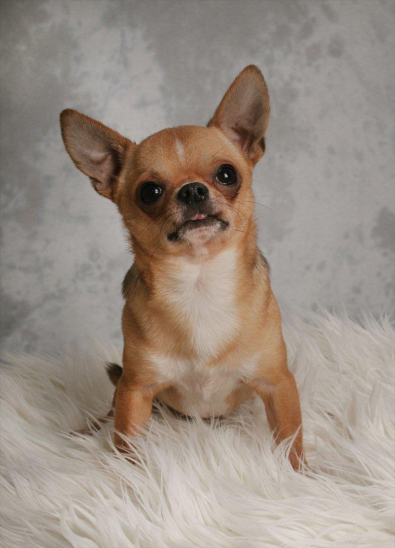 Chihuahua Itschy vom Hochmoor billede 1