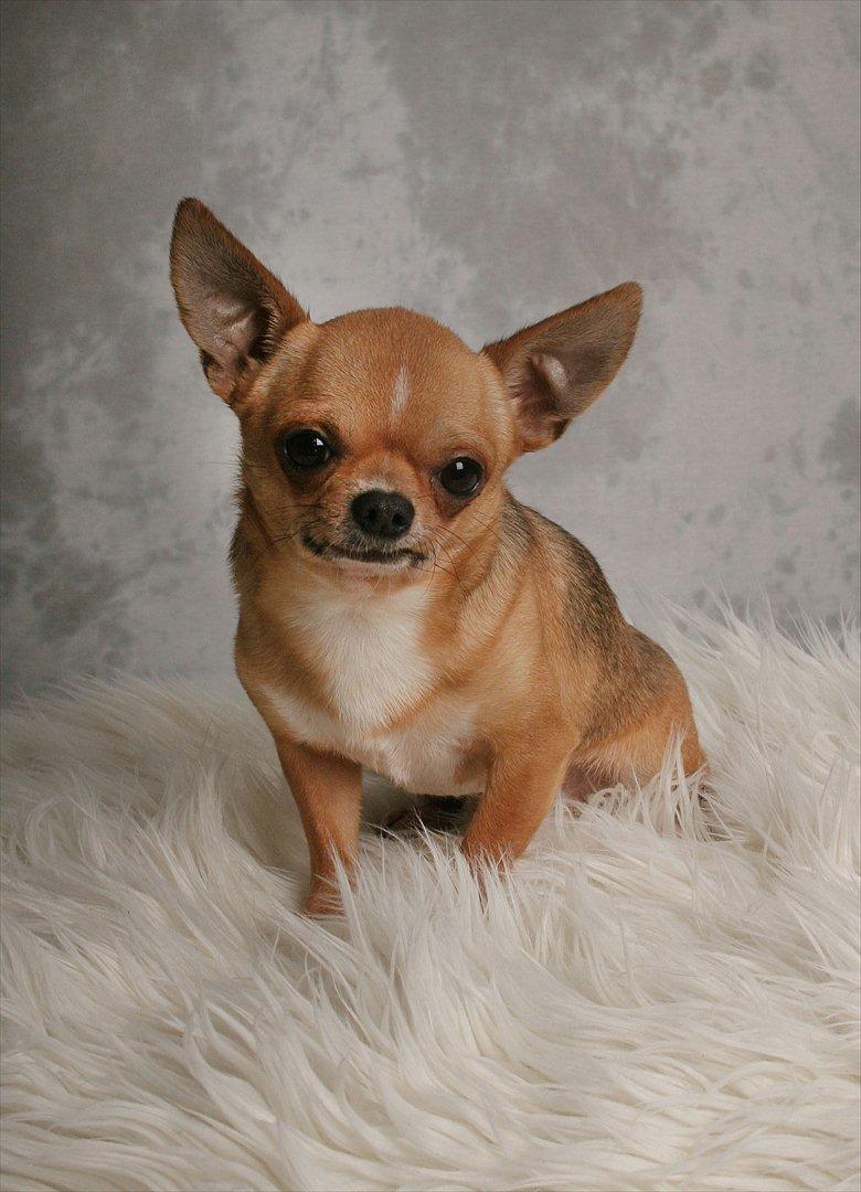 Chihuahua Itschy vom Hochmoor billede 2