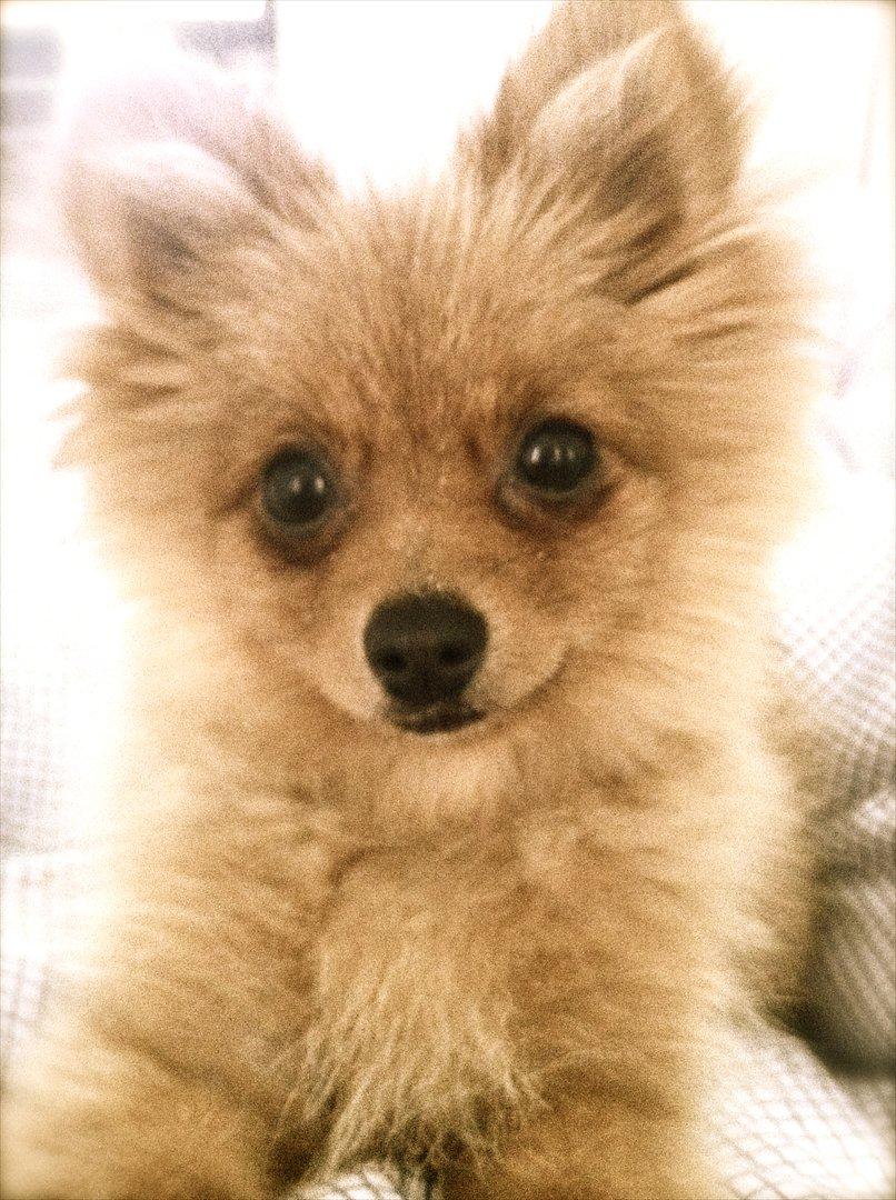 Pomeranian Lille my (mysse) - Den smukkeste lille pige, på 6 mdr. <3 på 1800 g. billede 18