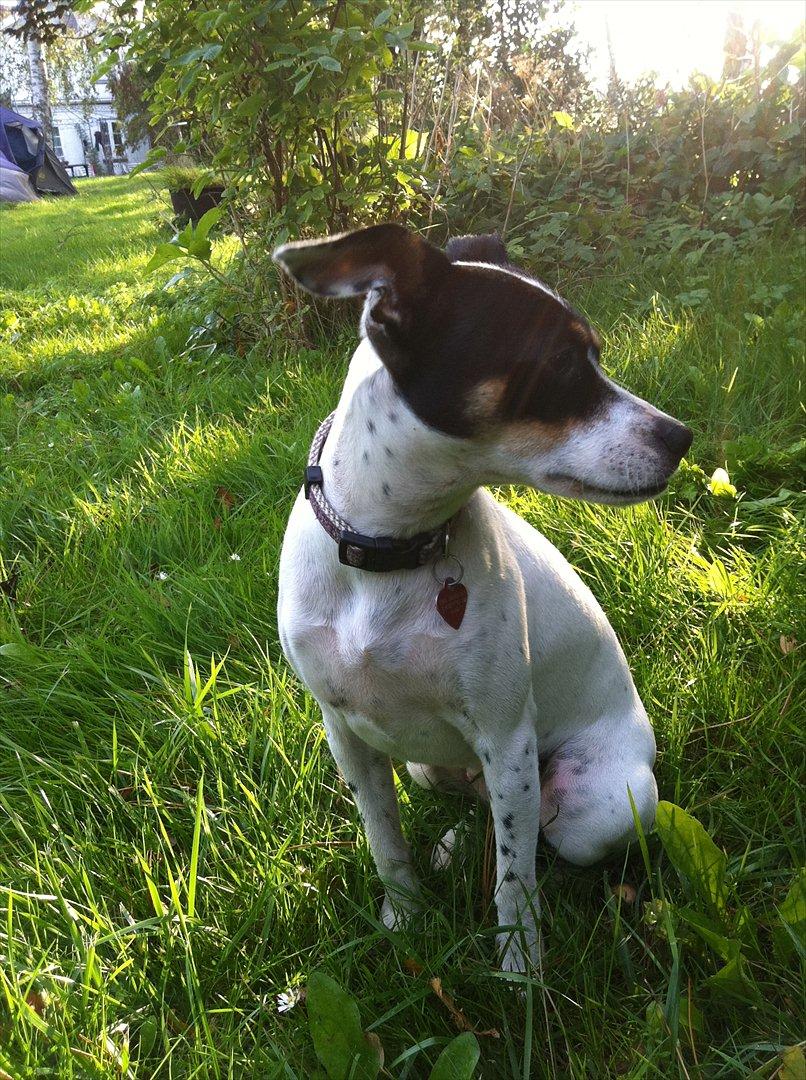 Dansk svensk gaardhund ¨˜”°º•MILLE•º°”˜¨ billede 10