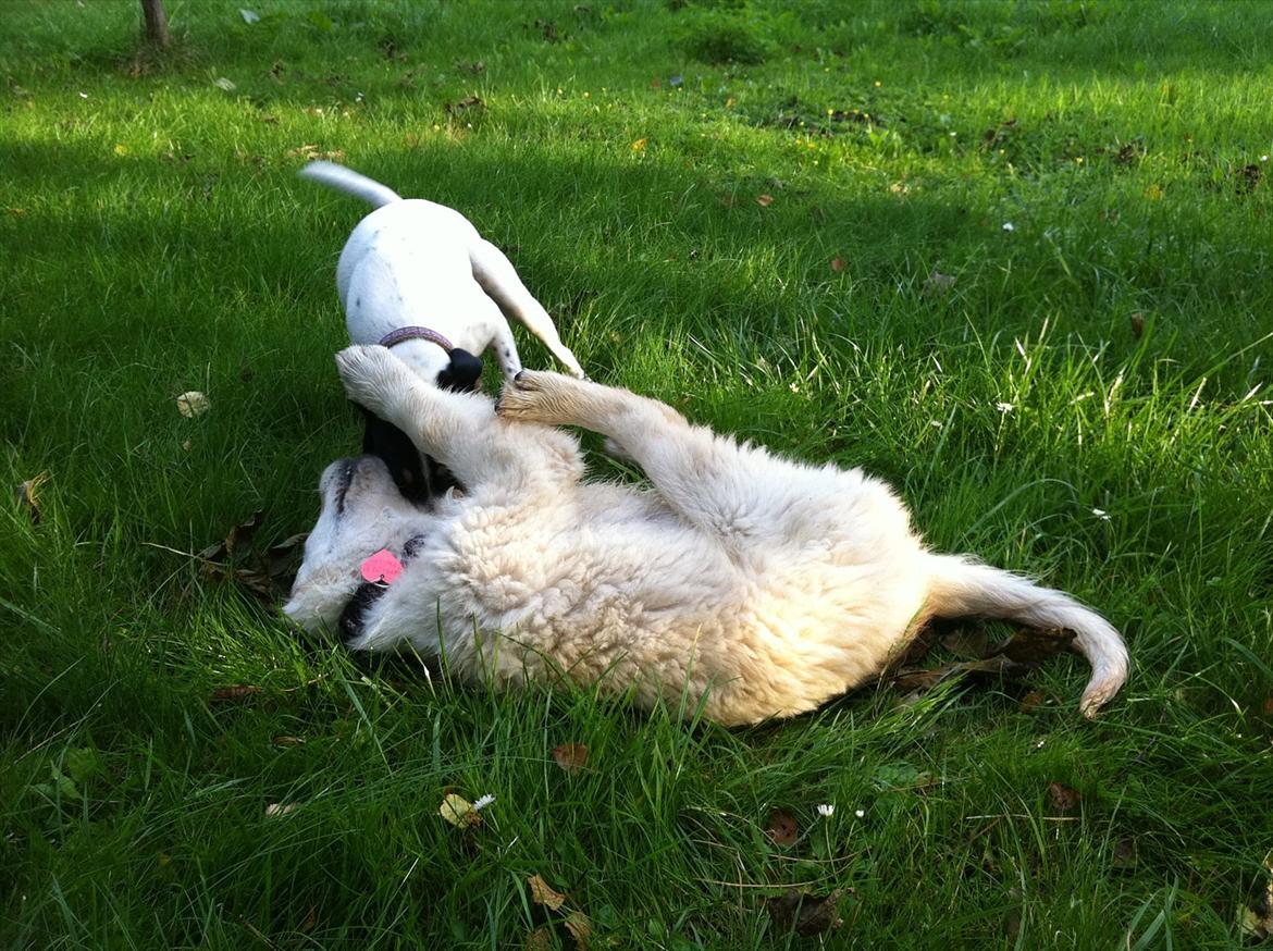 Dansk svensk gaardhund ¨˜”°º•MILLE•º°”˜¨ billede 11