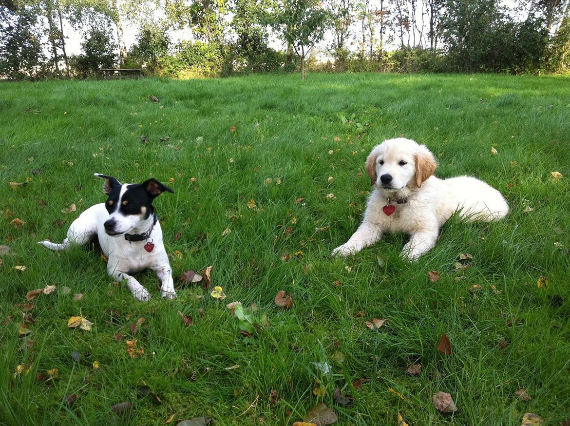 Dansk svensk gaardhund ¨˜”°º•MILLE•º°”˜¨ billede 12