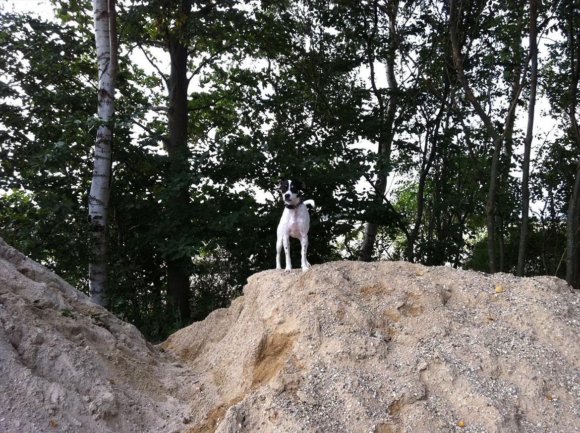 Dansk svensk gaardhund ¨˜”°º•MILLE•º°”˜¨ billede 13