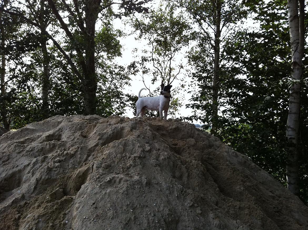 Dansk svensk gaardhund ¨˜”°º•MILLE•º°”˜¨ billede 14