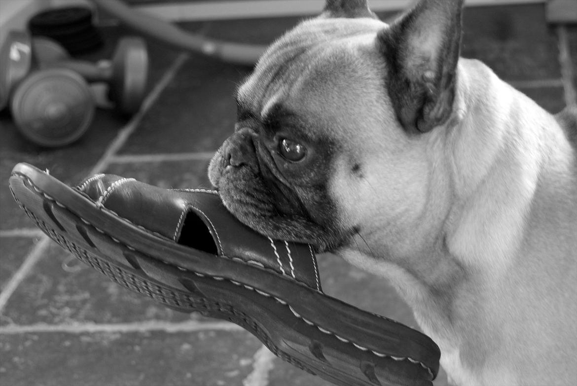 Fransk bulldog Monty billede 2