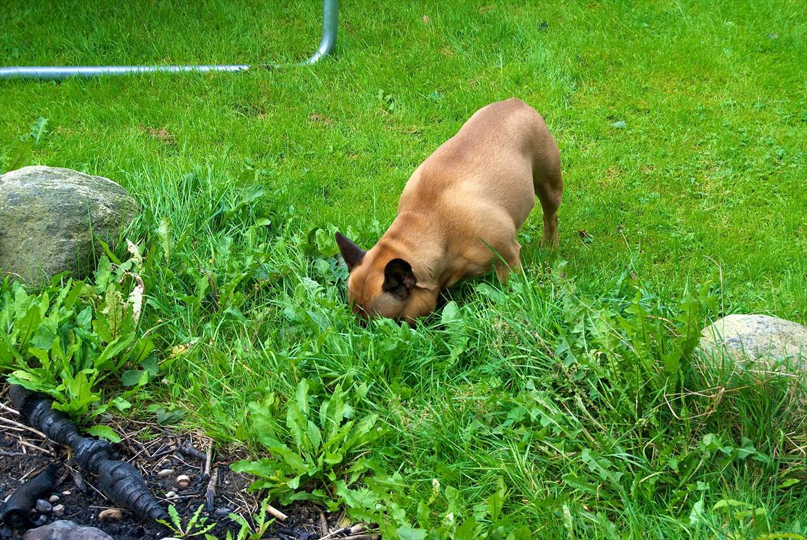 Fransk bulldog Monty billede 3