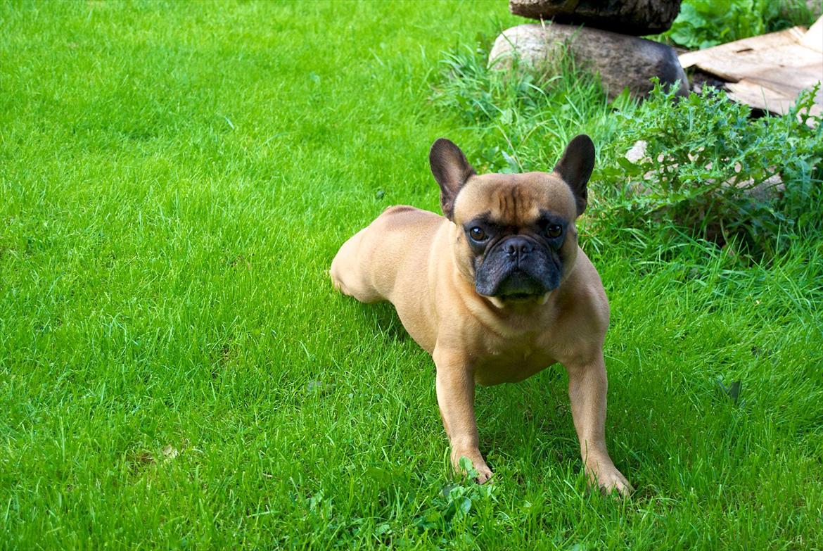 Fransk bulldog Monty billede 4