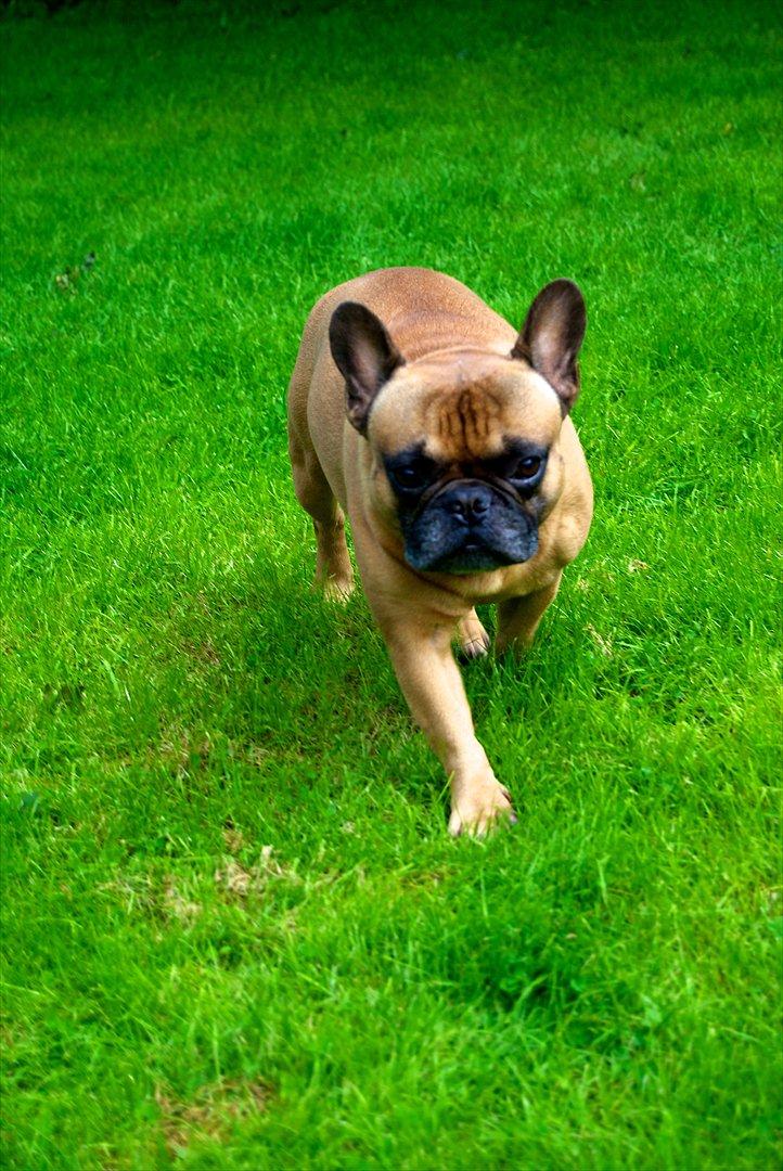 Fransk bulldog Monty billede 5