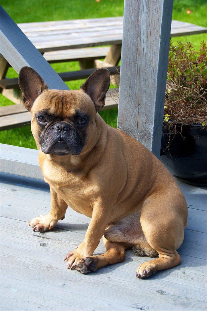 Fransk bulldog Monty billede 1