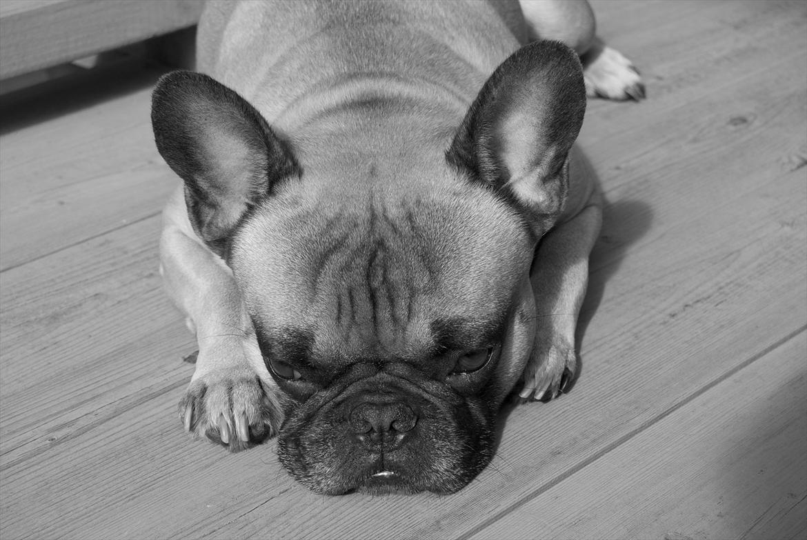 Fransk bulldog Monty billede 6