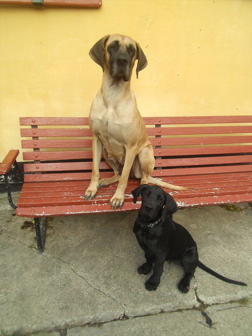 Grand danois Bonnie - 15 septemper  2011 billede 9