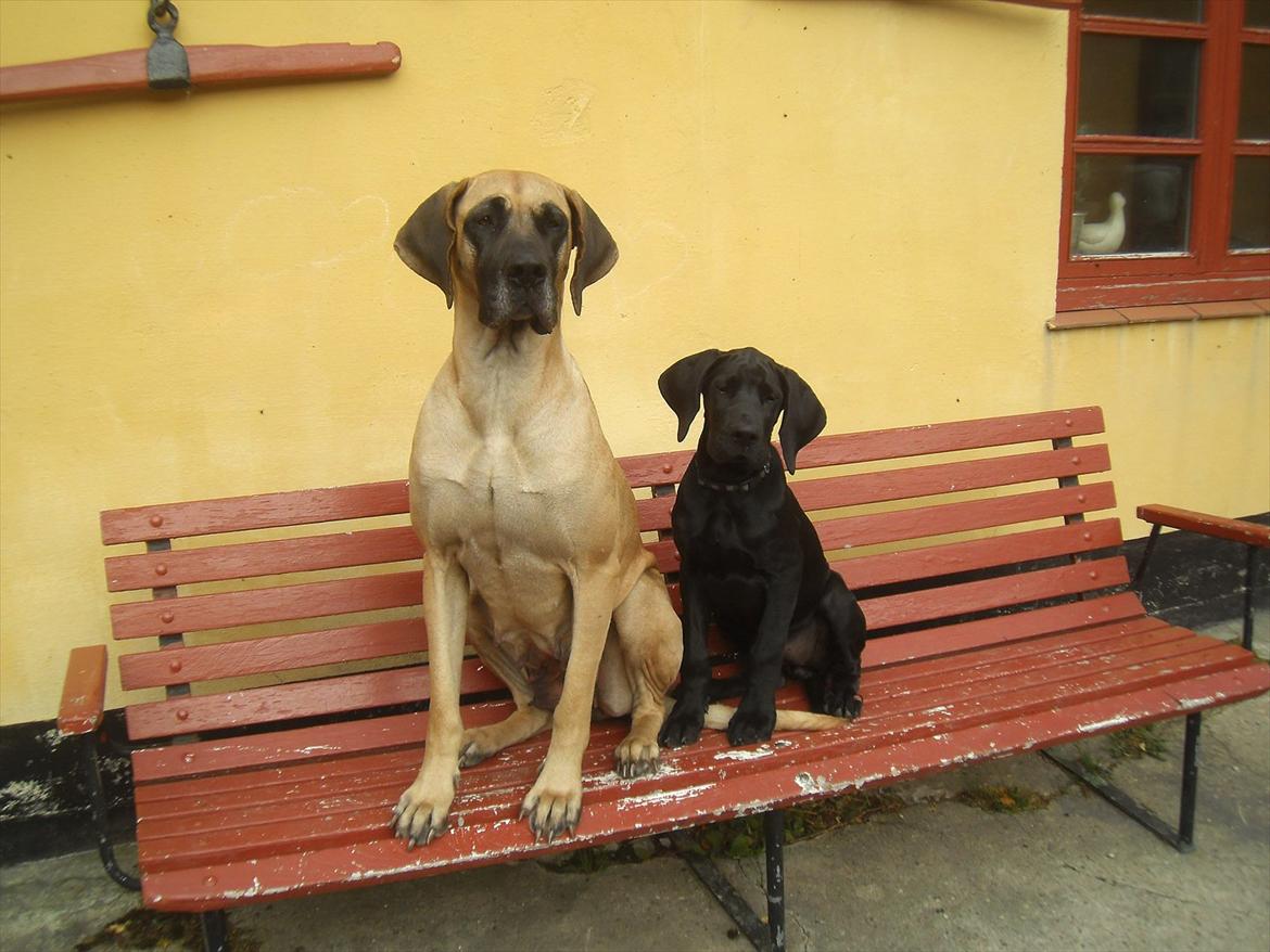 Grand danois Bonnie - 15 septemper  2011 billede 6