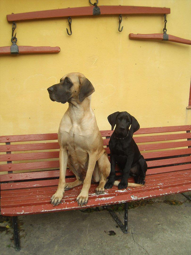 Grand danois Bonnie - 15 septemper  2011 billede 12