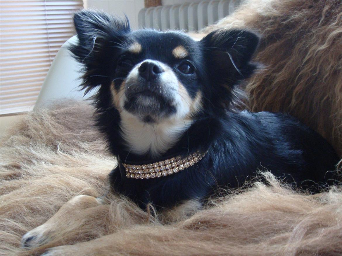 Chihuahua Papaya - Papaya har fået nyt halsbånd <3 billede 10