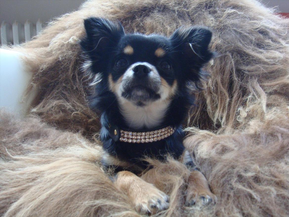 Chihuahua Papaya billede 11