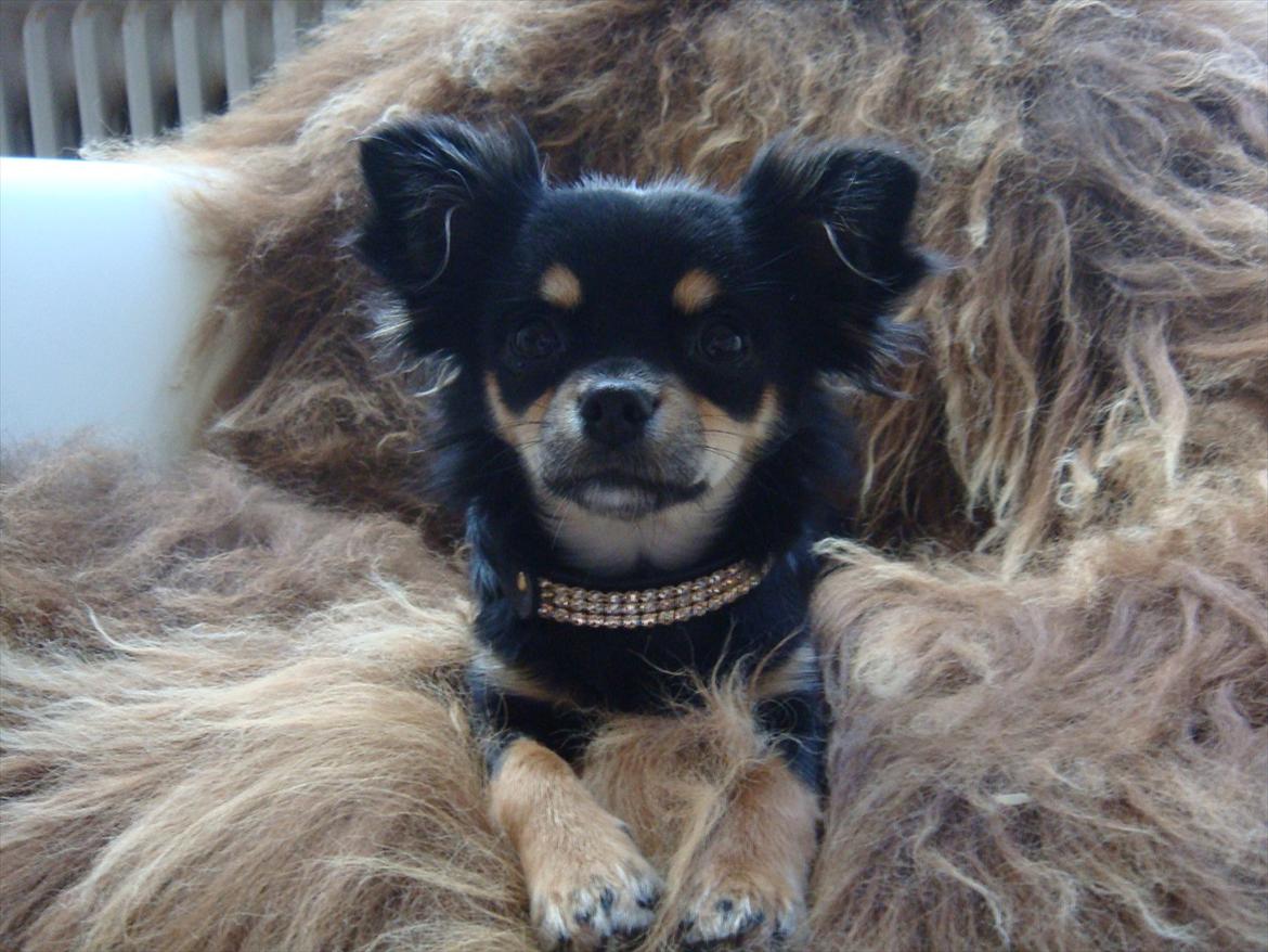 Chihuahua Papaya billede 12