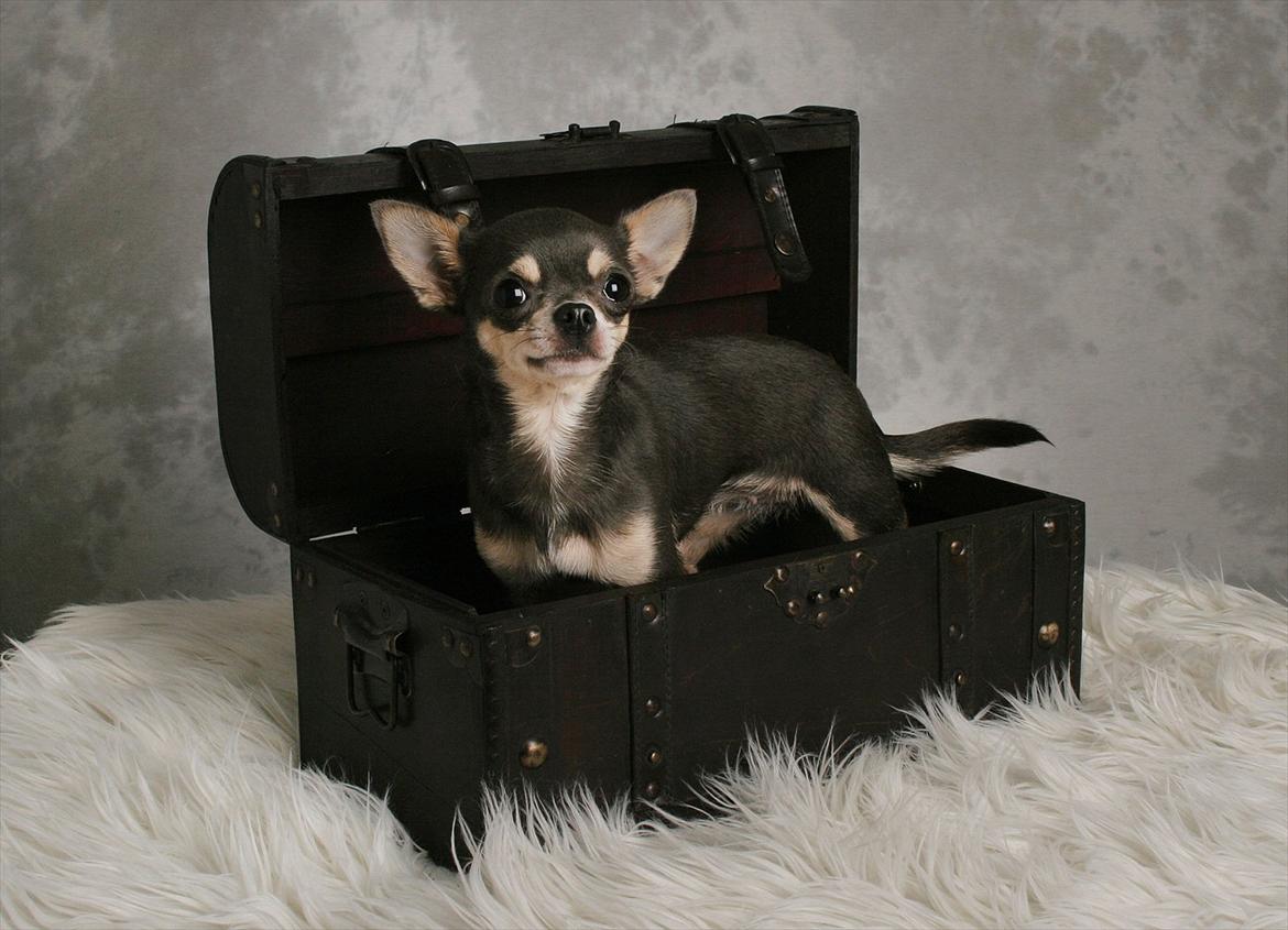 Chihuahua Anpalas Snow Angel ~ Zoie billede 2