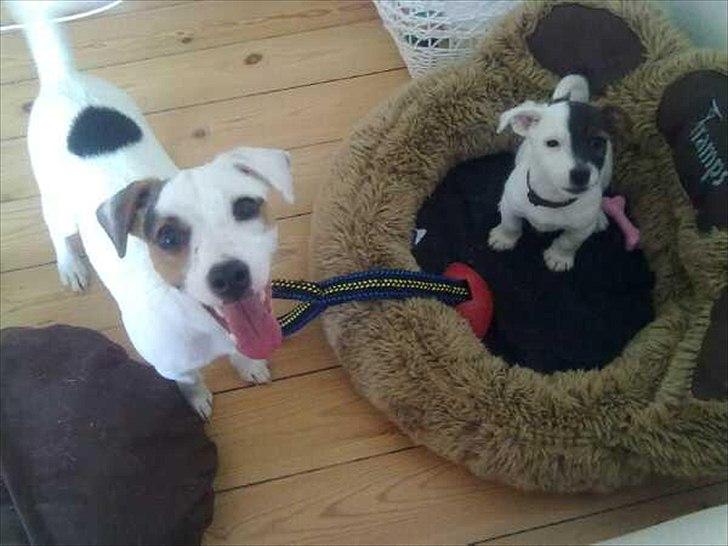 Jack russell terrier Eddie Two Face billede 11