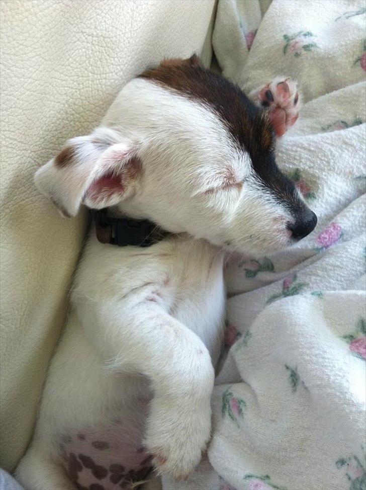 Jack russell terrier Eddie Two Face - 9 uger billede 12