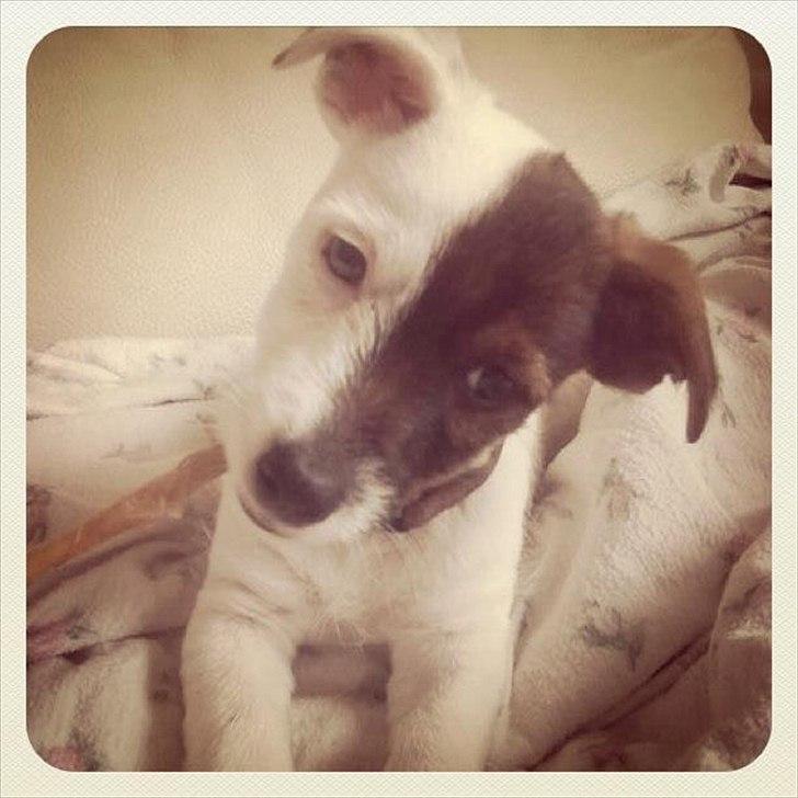 Jack russell terrier Eddie Two Face billede 13