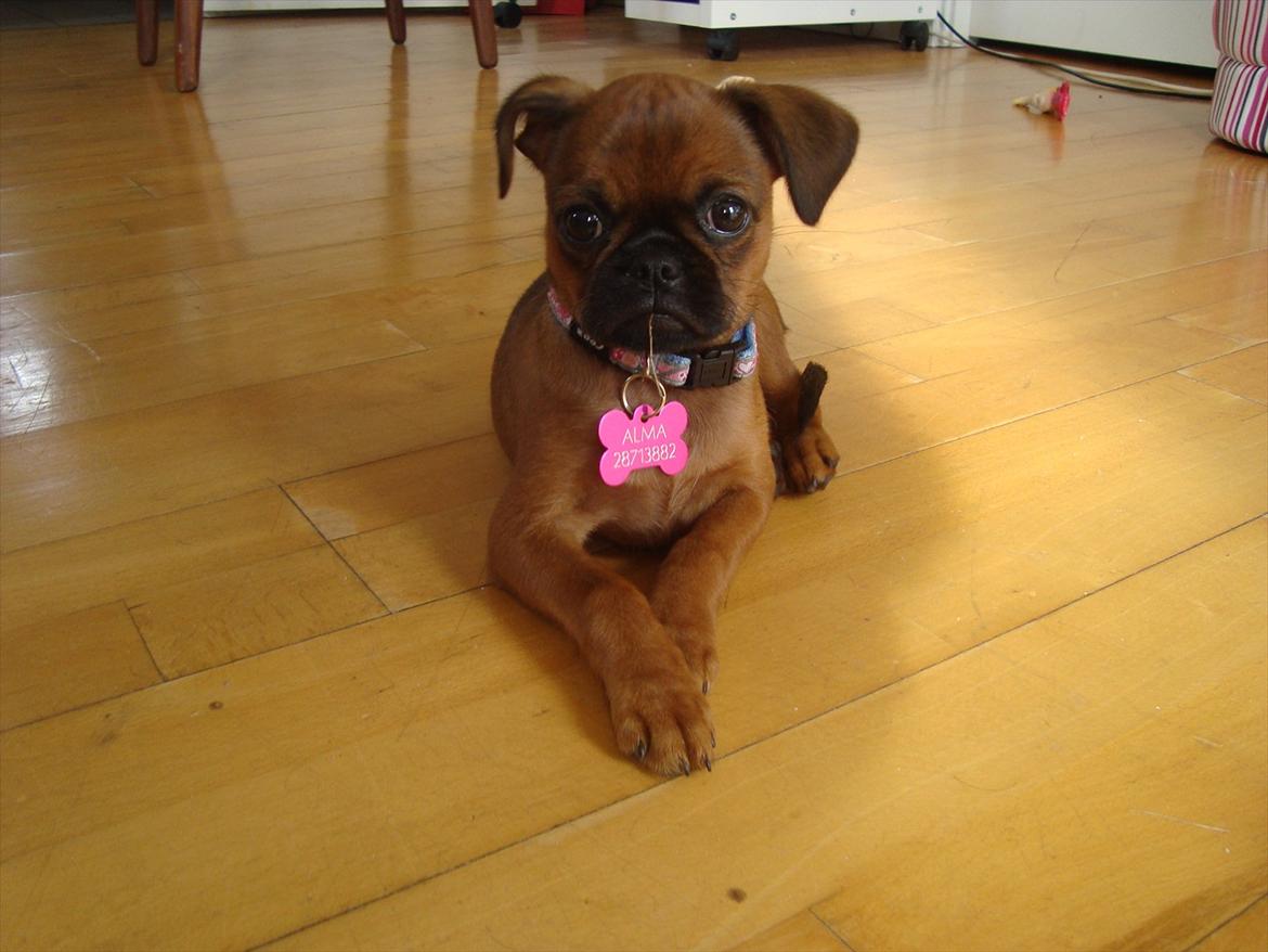 Griffon petit brabancon Alma billede 10