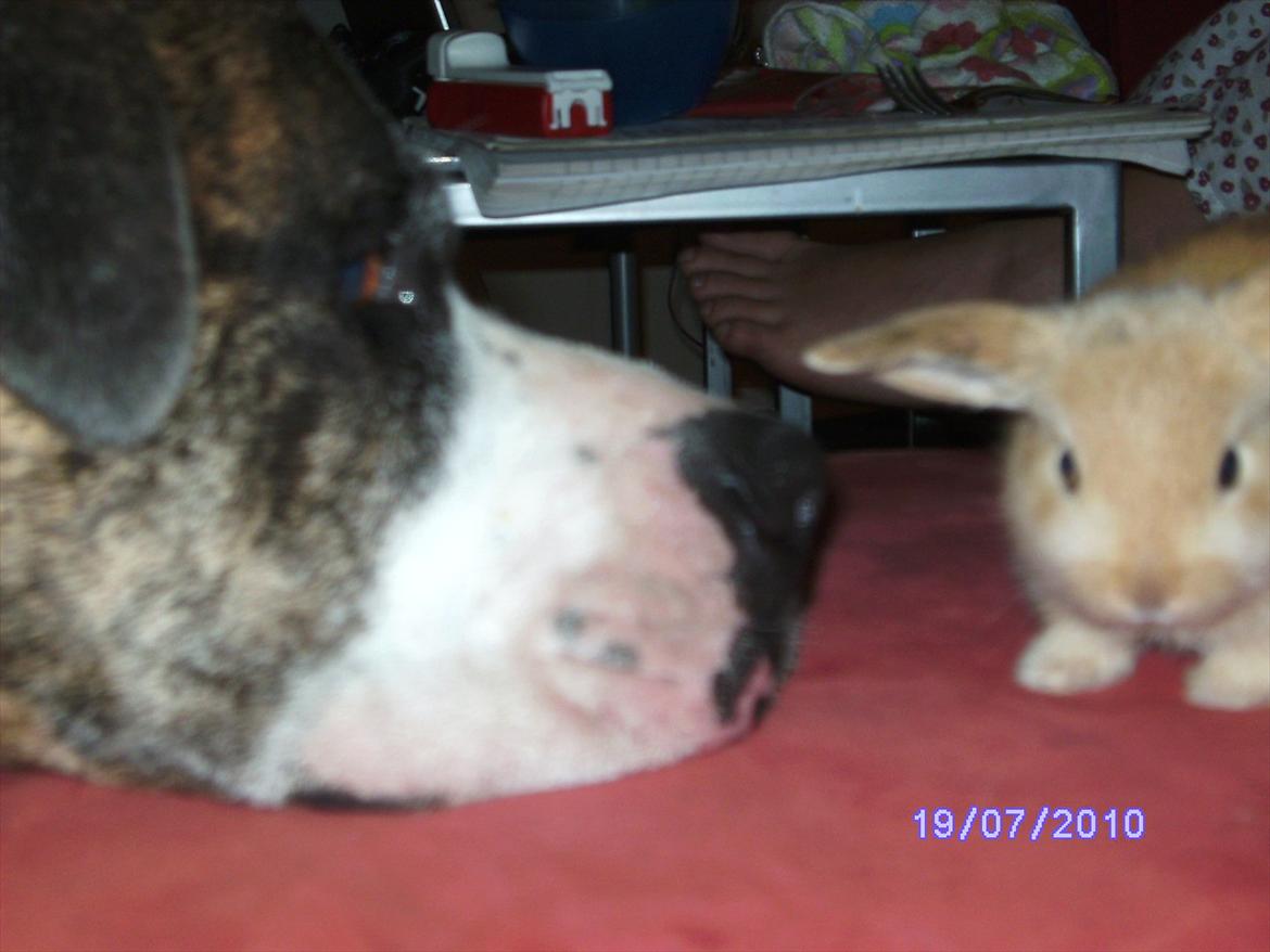 Blanding af racer Futte - Hvad er nu den for en....?! billede 9