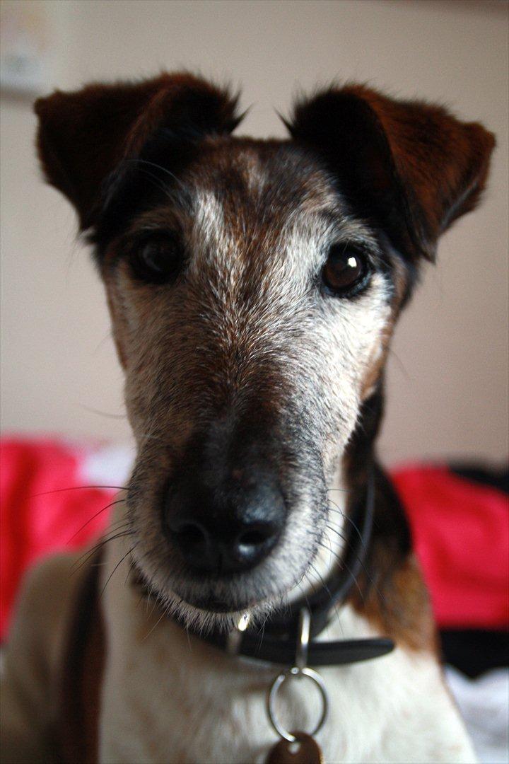 Glathåret foxterrier Ricko - Helt nyt billede.
- Taget af mig. billede 12