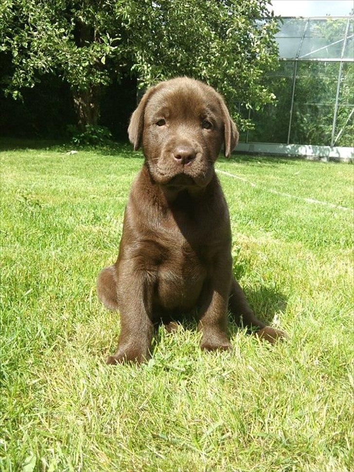 Labrador retriever Soya billede 1