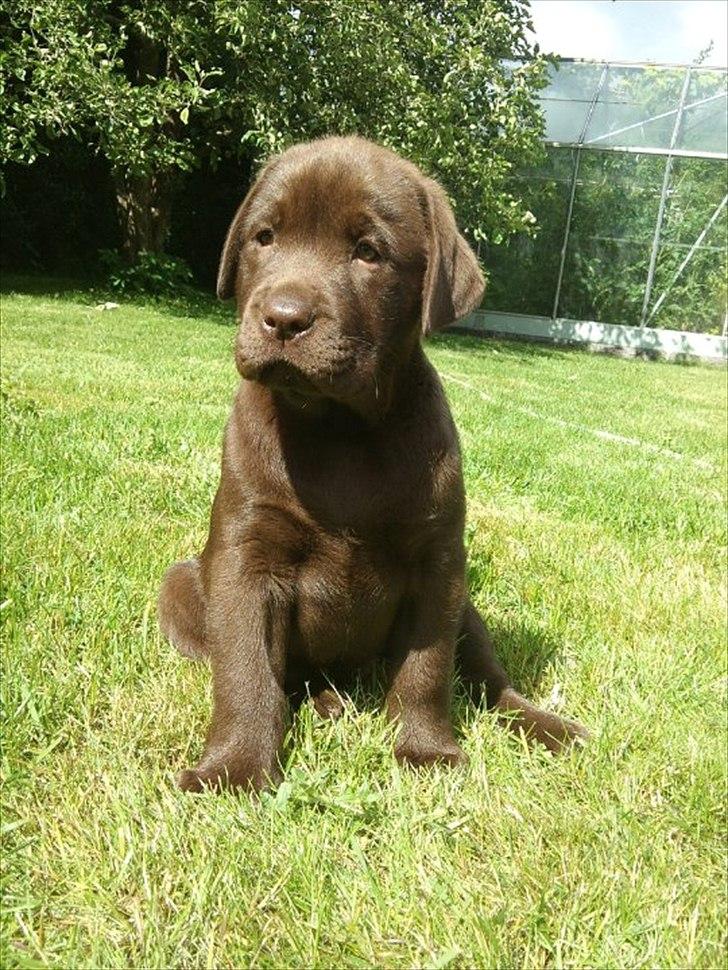 Labrador retriever Soya billede 2