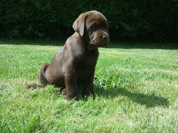 Labrador retriever Soya billede 3