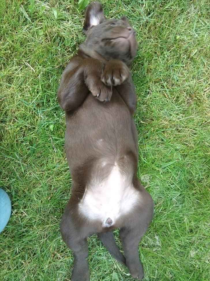 Labrador retriever Soya billede 4