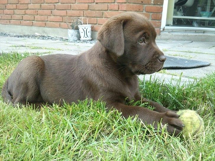 Labrador retriever Soya billede 5