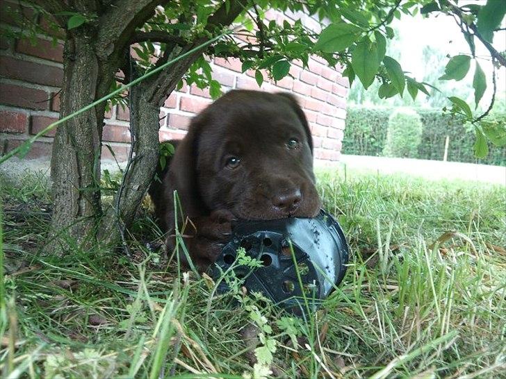 Labrador retriever Soya billede 6