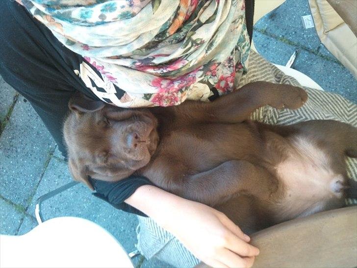 Labrador retriever Soya billede 7