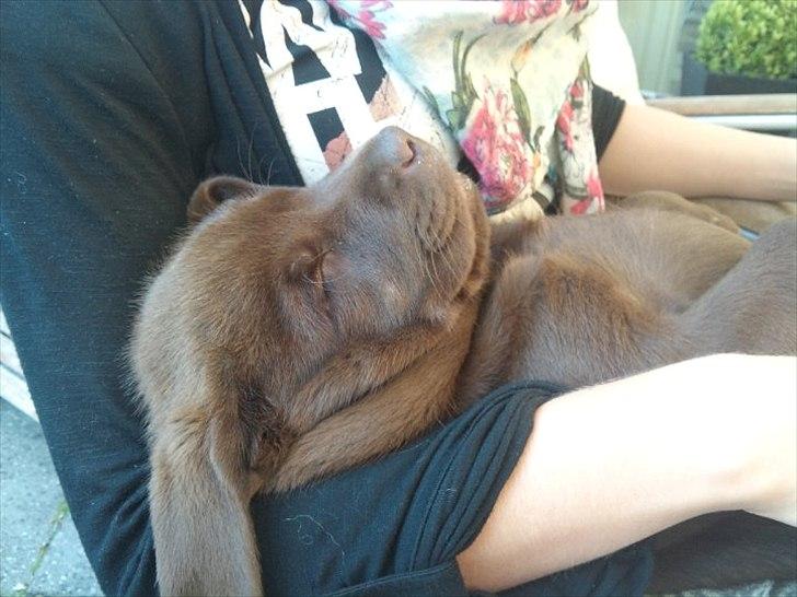 Labrador retriever Soya billede 8